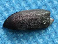 Balkenschröter, Dorcus parallelipipedus