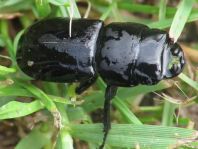 Balkenschröter, Dorcus parallelipipedus
