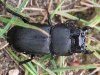 Balkenschröter, Dorcus parallelipipedus