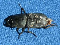 Balkenschröter, Dorcus parallelipipedus