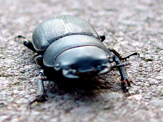 Balkenschröter, Dorcus parallelipipedus