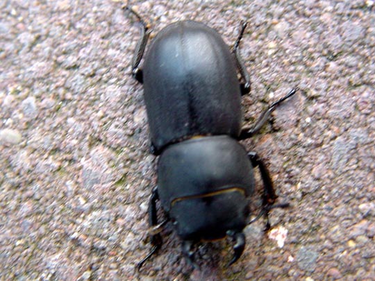 Balkenschröter, Dorcus parallelipipedus