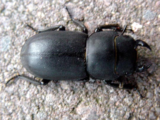 Balkenschröter, Dorcus parallelipipedus