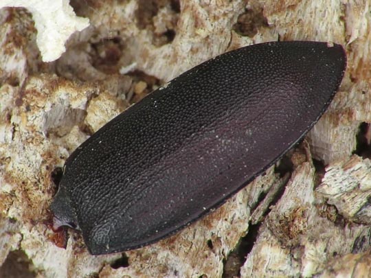 Balkenschröter, Dorcus parallelipipedus