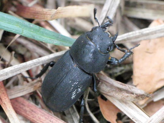 Balkenschröter, Dorcus parallelipipedus