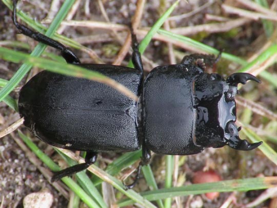 Balkenschröter, Dorcus parallelipipedus
