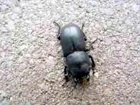 Balkenschröter, Dorcus parallelipipedus