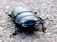 Balkenschröter, Dorcus parallelipipedus