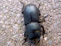 Balkenschröter, Dorcus parallelipipedus