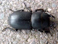 Balkenschröter, Dorcus parallelipipedus