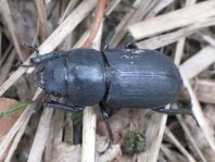 Balkenschröter, Dorcus parallelipipedus