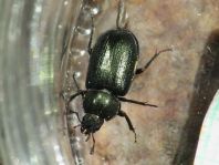 Platycerus caraboides, Kleiner Rehschröter