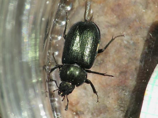 Platycerus caraboides, Kleiner Rehschröter