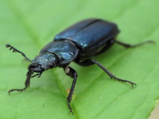 Platycerus caraboides, Kleiner Rehschröter