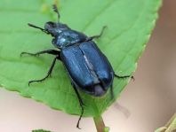 Platycerus caraboides, Kleiner Rehschröter