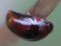 Leiodidae, Schwammkugelkäfer