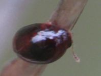 Leiodidae, Schwammkugelkäfer