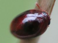 Leiodidae, Schwammkugelkäfer