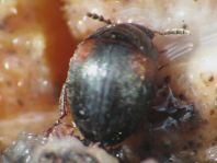 Anisotoma humeralis