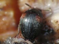 Anisotoma humeralis