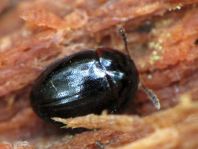 Anisotoma castanea