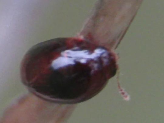 Leiodidae, Schwammkugelkäfer