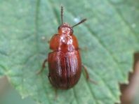 Leiodes sp.