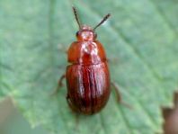 Leiodes sp.