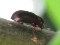 Cisidae, Schwammkäfer