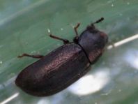 Cisidae, Schwammkäfer