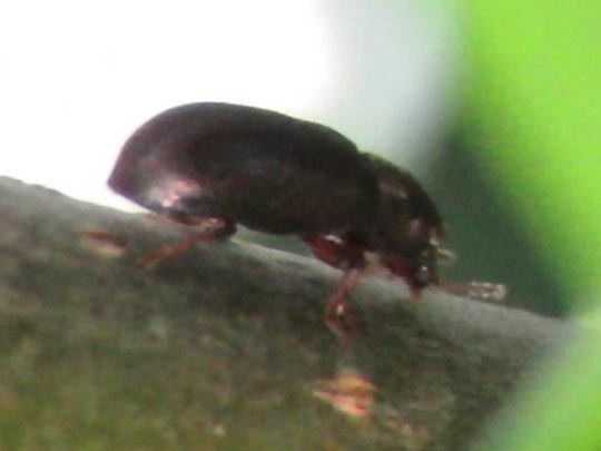Cisidae, Schwammkäfer