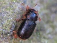 Cisidae, Schwammkäfer