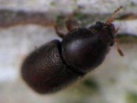 Cisidae, Schwammkäfer