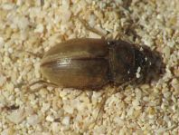 Schwarzkäfer, Tenebrionidae