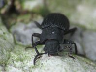 Bolitophagus reticulatus