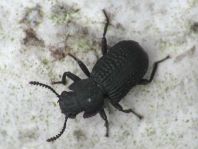 Bolitophagus reticulatus