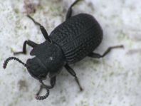 Bolitophagus reticulatus