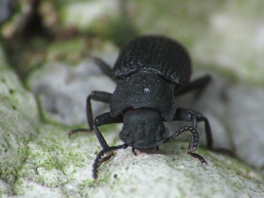 Bolitophagus reticulatus