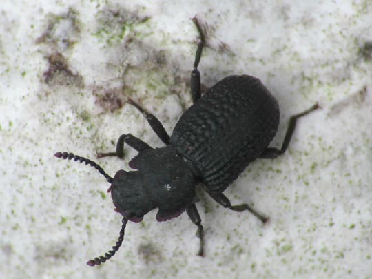 Bolitophagus reticulatus