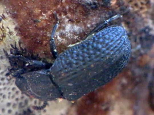 Bolitophagus reticulatus