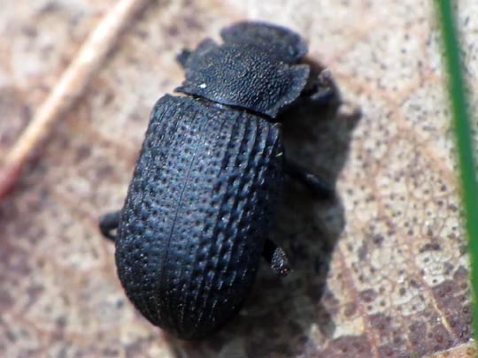 Bolitophagus reticulatus