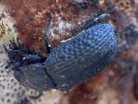 Bolitophagus reticulatus