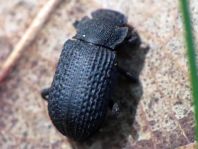Bolitophagus reticulatus