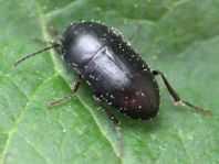 Crypticus quisquilius