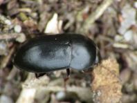 Crypticus quisquilius