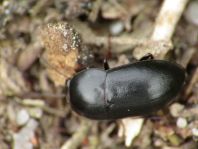 Crypticus quisquilius