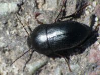 Crypticus quisquilius
