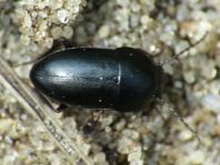 Crypticus quisquilius