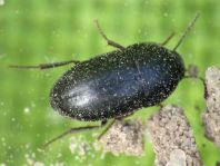 Crypticus quisquilius