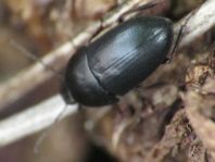 Crypticus quisquilius
